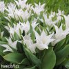 bily tulipan liliokvety tres chic 4