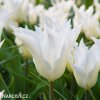 bily tulipan liliokvety tres chic 1