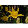 Tulipany West point 3