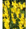 Tulipany West point 4