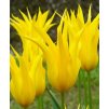 Tulipany West point 5