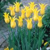 Tulipany West point 6