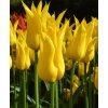 Tulipany West point 7