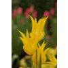 Tulipany West point 1