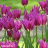 fialovy tulipan liliokvety yume no murasaki 2