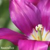 fialovy tulipan liliokvety yume no murasaki 4