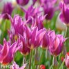fialovy tulipan liliokvety yume no murasaki 5