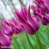 fialovy tulipan liliokvety yume no murasaki 6