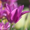 fialovy tulipan liliokvety yume no murasaki 1