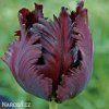 vinovy tulipan black parrot 2