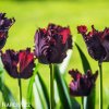 vinovy tulipan black parrot 5