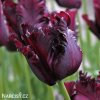 vinovy tulipan black parrot 1