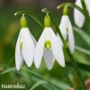 snezenka galanthus nivalis 2