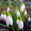 snezenka galanthus nivalis 3