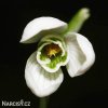 snezenka galanthus nivalis 4