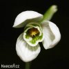 snezenka galanthus nivalis 4