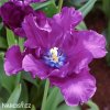 fialovy tulipan blue parrot 4