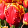 cervenozluty tulipan bright parrot 3