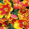 cervenozluty tulipan bright parrot 4