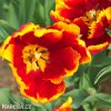 cervenozluty tulipan bright parrot 6