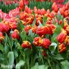 cervenozluty tulipan bright parrot 7