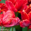 cerveny tulipan erna lindgreen 5