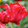 cerveny tulipan erna lindgreen 1