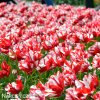 Tulipan Estella rijnveld 4