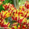 Tulipan Flaming parrot 3