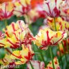 Tulipan Flaming parrot 6