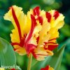 Tulipan Flaming parrot 1