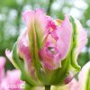 Tulipan Green wave 3