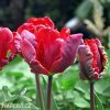 Tulipan Rococo 4