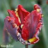 Tulipan Rococo 5