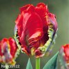 Tulipan Rococo 1
