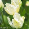 Tulipan White rebel 4