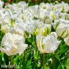 Tulipan White rebel 5