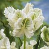Tulipan White rebel 1