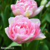 ruzovy plnokvety tulipan angelique 3