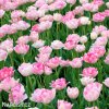 ruzovy plnokvety tulipan angelique 4