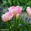 ruzovy plnokvety tulipan angelique 5
