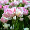 ruzovy plnokvety tulipan angelique 7