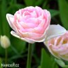ruzovy plnokvety tulipan angelique 8
