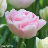 ruzovy plnokvety tulipan angelique 0