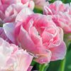 ruzovy plnokvety tulipan angelique 1