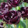 cerny plnokvety tulipan black hero 2