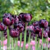 cerny plnokvety tulipan black hero 4