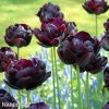 cerny plnokvety tulipan black hero 5