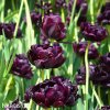 cerny plnokvety tulipan black hero 6