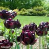 cerny plnokvety tulipan black hero 7
